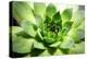 Beautiful Succulent Plant close Up-Yastremska-Premier Image Canvas