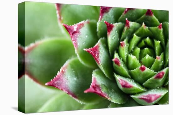 Beautiful Succulent Plant with Water Drops close Up-Yastremska-Premier Image Canvas