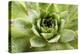 Beautiful Succulent Plant with Water Drops close Up-Yastremska-Premier Image Canvas