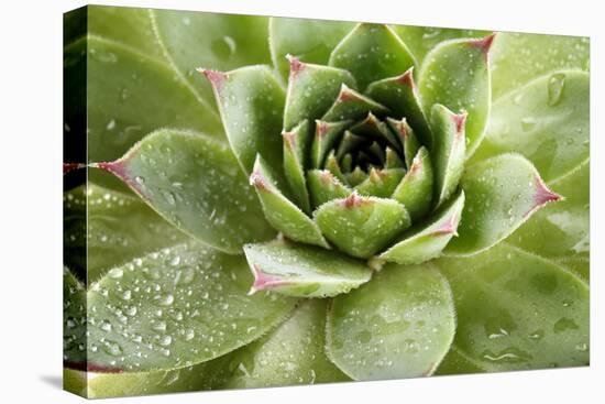 Beautiful Succulent Plant with Water Drops close Up-Yastremska-Premier Image Canvas