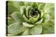 Beautiful Succulent Plant with Water Drops close Up-Yastremska-Premier Image Canvas