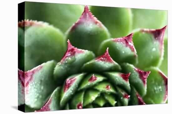 Beautiful Succulent Plant with Water Drops close Up-Yastremska-Premier Image Canvas