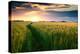 Beautiful Sunset, Field with Pathway to Sun, Green Wheat-Oleg Saenco-Premier Image Canvas