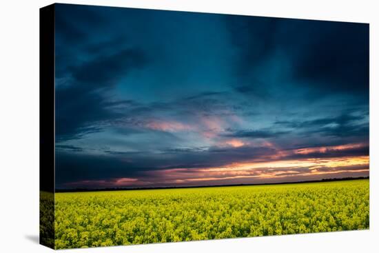 Beautiful Sunset in the Field-Oleg Saenco-Premier Image Canvas