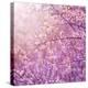 Beautiful Tender Cherry Tree Blossom in Morning Purple Sun Light-Anna Omelchenko-Premier Image Canvas