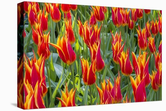 Beautiful tulips, Netherlands.-Tom Norring-Premier Image Canvas