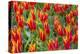 Beautiful tulips, Netherlands.-Tom Norring-Premier Image Canvas