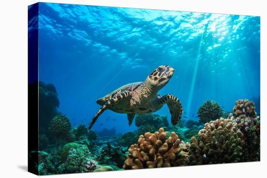 Beautiful Underwater Postcard. Maldivian Sea Turtle Floating up and over Coral Reef. Loggerhead in-Willyam Bradberry-Premier Image Canvas