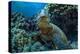 Beautiful Underwater Wildlife Postcard. Hawaiian Sea Turtle Honu Getting Rest in Coral Reef. Wild N-Willyam Bradberry-Premier Image Canvas