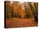 Beautiful Vibrant Autumn Fall Forest Scene in English Countryside Landscape-Veneratio-Premier Image Canvas