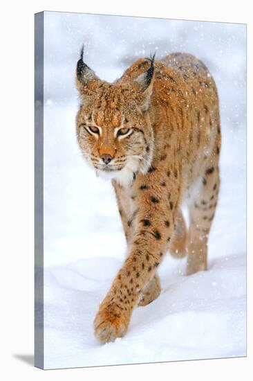 Beautiful Wild Lynx In Winter-null-Stretched Canvas