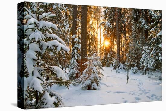 Beautiful Winter Landscape with Sunset in the Forest-yanikap-Premier Image Canvas
