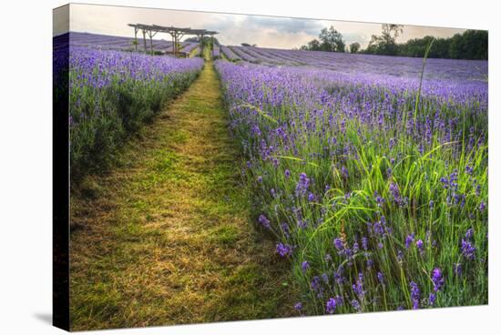 Beautifully Detailed and Vibrant Lavender Field Landscape at Sunset-Veneratio-Premier Image Canvas