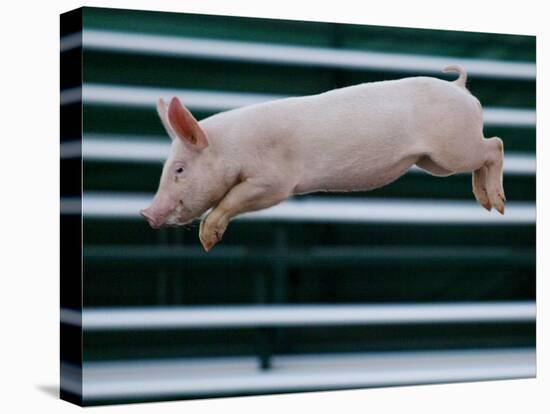 Beauty a 20-Week-Old Pig Flies Through the Air-Mark Baker-Premier Image Canvas