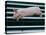 Beauty a 20-Week-Old Pig Flies Through the Air-Mark Baker-Premier Image Canvas
