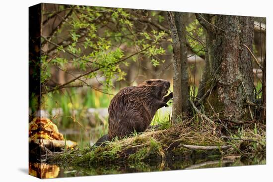 Beaver Closeup in the Forest-null-Stretched Canvas