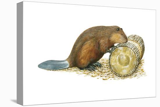 Beaver Gnawing on Log. (Castor Canadensis), Mammals-Encyclopaedia Britannica-Stretched Canvas