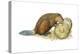 Beaver Gnawing on Log. (Castor Canadensis), Mammals-Encyclopaedia Britannica-Stretched Canvas
