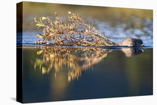 Beaver in Denali National Park-Paul Souders-Premier Image Canvas