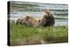 Beaver Pair Resting-Ken Archer-Premier Image Canvas