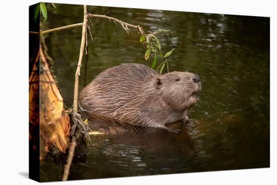 Beaver Sitting in a River, close Up-Digital Wildlife Scotland-Premier Image Canvas