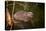 Beaver Sitting in a River, close Up-Digital Wildlife Scotland-Premier Image Canvas