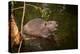 Beaver Sitting in a River, close Up-Digital Wildlife Scotland-Premier Image Canvas