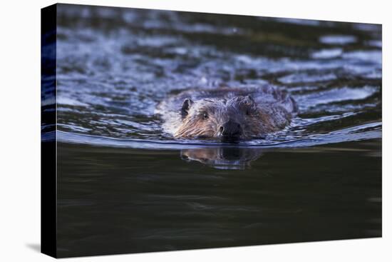 Beaver Swimming in Pond-Ken Archer-Premier Image Canvas