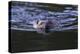 Beaver Swimming in Pond-Ken Archer-Premier Image Canvas