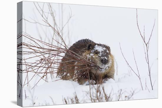 Beaver, Winter Food-Ken Archer-Premier Image Canvas