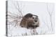 Beaver, Winter Food-Ken Archer-Premier Image Canvas