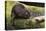 Beaver with cut log-Ken Archer-Premier Image Canvas