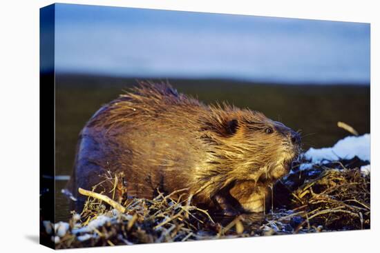 Beaver Working on Beaver Dam, Late Autumn-null-Premier Image Canvas