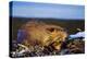 Beaver Working on Beaver Dam, Late Autumn-null-Premier Image Canvas