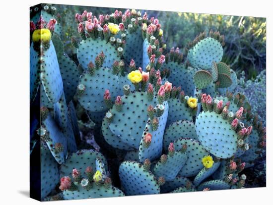 Beavertail Cactus, Desert Botanical Gardens, Phoenix, Arizona, USA-Howie Garber-Premier Image Canvas
