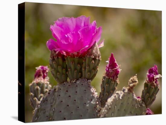 Beavertail Cactus in Bloom, Mojave National Preserve, California, Usa-Rob Sheppard-Premier Image Canvas