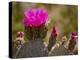 Beavertail Cactus in Bloom, Mojave National Preserve, California, Usa-Rob Sheppard-Premier Image Canvas