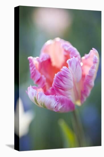Bed of Tulips with Pink Tulips-Brigitte Protzel-Premier Image Canvas