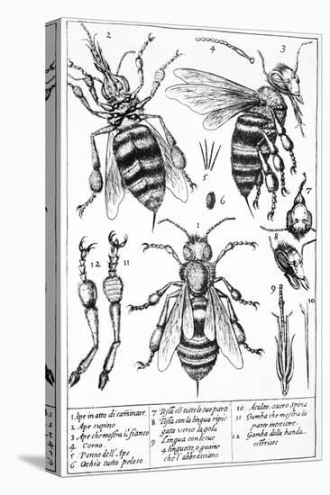 Bee Anatomy, Historical Artwork-Science Photo Library-Premier Image Canvas