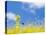Bee and Field Mustard, Brassica Campestris, Lafayette Reservoir, Lafayette, California, Usa-Paul Colangelo-Premier Image Canvas