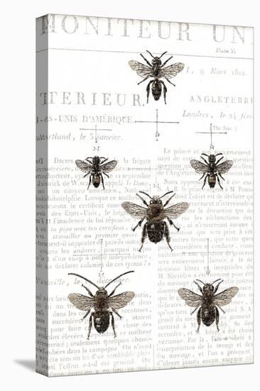 Bee Botanical Gray-Sue Schlabach-Stretched Canvas