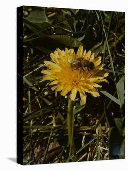 Bee in Flower-Eric Schaal-Premier Image Canvas