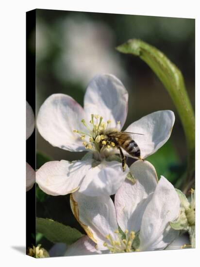 Bee on Apple Blossoms-John Luke-Premier Image Canvas