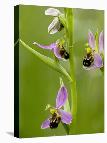 Bee Orchid (Ophrys Apifera)-Bob Gibbons-Premier Image Canvas