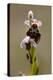 bee orchid, Ophrys apifera-Dietmar Najak-Premier Image Canvas