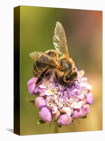 Bee seeking pollen-Michael Scheufler-Premier Image Canvas
