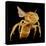Bee-Micro Discovery-Premier Image Canvas