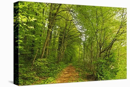 Beech Forest, Altmuehl Valley, Bavaria, Germany, Europe-Jochen Schlenker-Premier Image Canvas