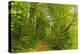 Beech Forest, Altmuehl Valley, Bavaria, Germany, Europe-Jochen Schlenker-Premier Image Canvas