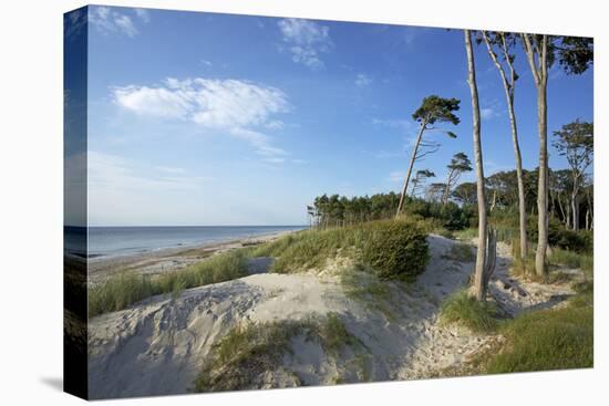 Beech Forest and Dunes on the Western Beach of Darss Peninsula-Uwe Steffens-Premier Image Canvas